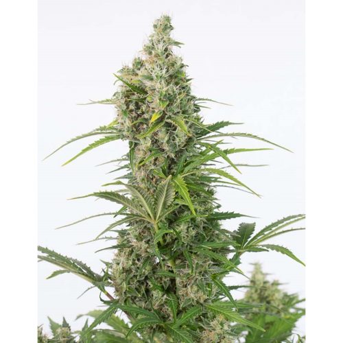 Cbd Auto Widow