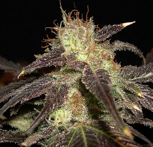 Cbd Auto Diesel
