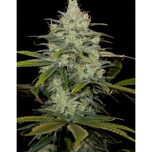 Cbd Cheese Fem