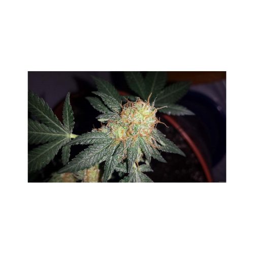 Cbd Shark Fem