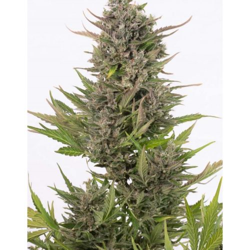 Cbd Auto Critical