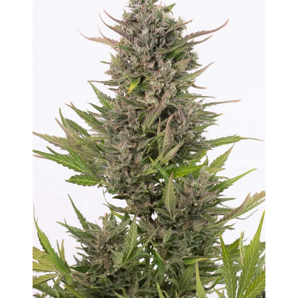Cbd Auto Critical
