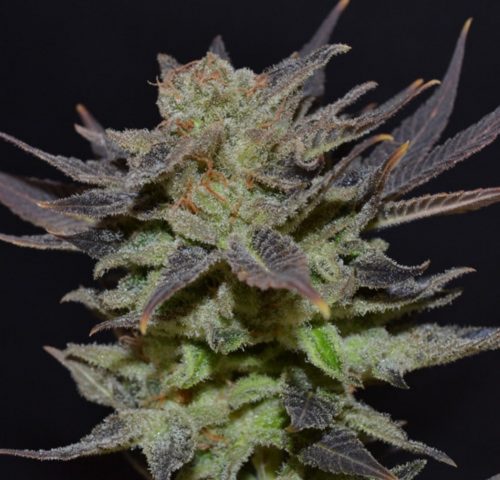Cbd Auto Lavender