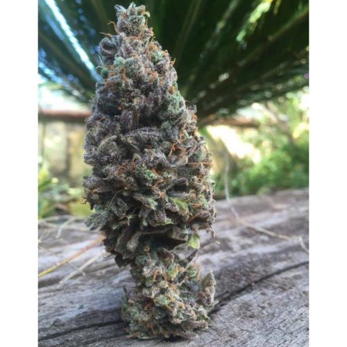 Cbd Amnesia Fem