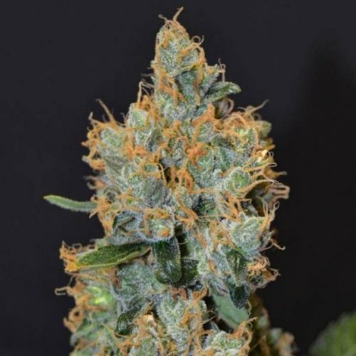 Cbd Lavender Fem