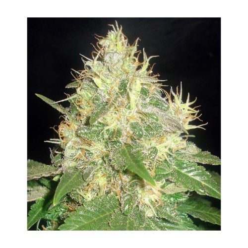 Cbd Northern Fem