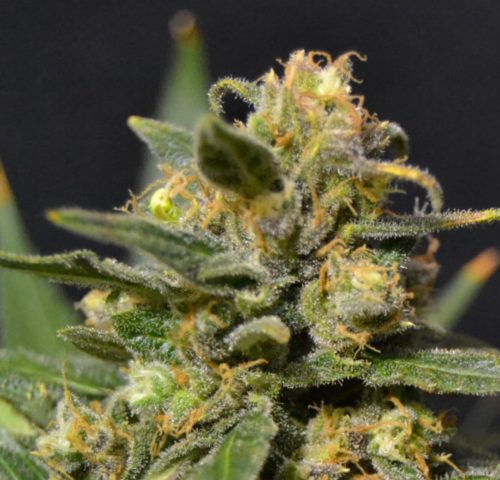 Cbd Auto Northern