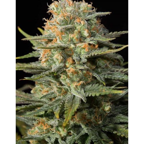 Cbd CBD Amnesia Fem