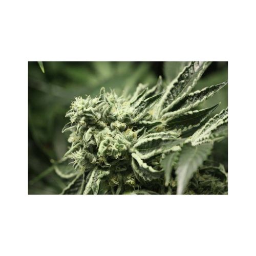 Devils Harvest Seeds Rollex OG Kush 3Und Fem