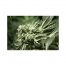 Devils Harvest Seeds Rollex OG Kush 3Und Fem
