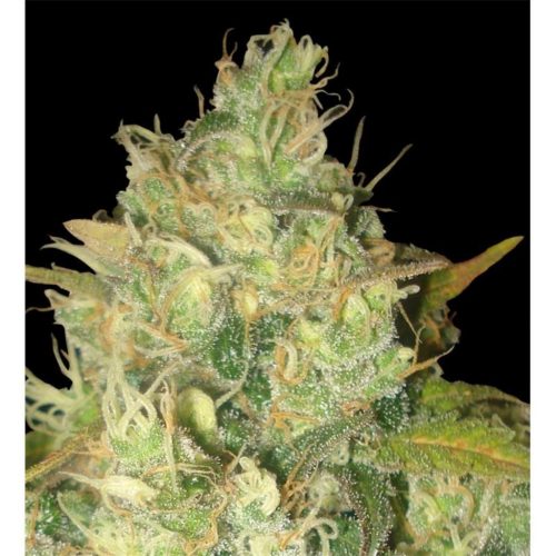 Delicious Seeds Black Russian Fem