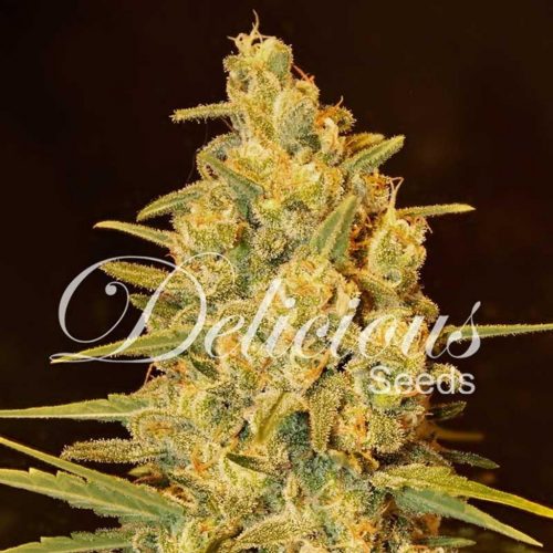 Delicious Seeds Critical Sensi Star Fem