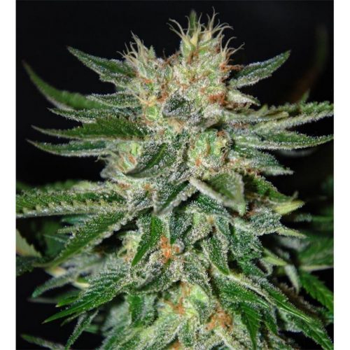 Delicious Seeds Sugar Candy Fem