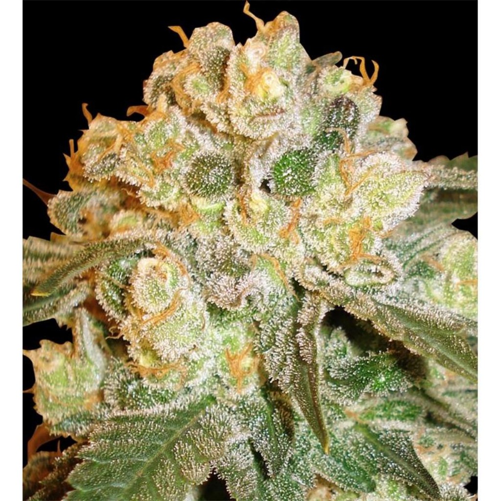 Delicious Seeds Sugar Black Rose F1 Fast Version Fem