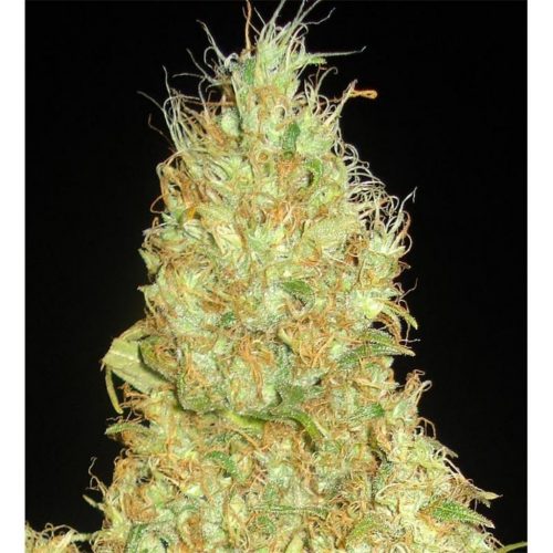 Delicious Seeds Fruitty Chronic Juice Fem