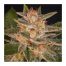 Delicious Seeds Delicious Candy 3Und Fem