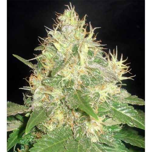Delicious Seeds Northern Light Blue Fem