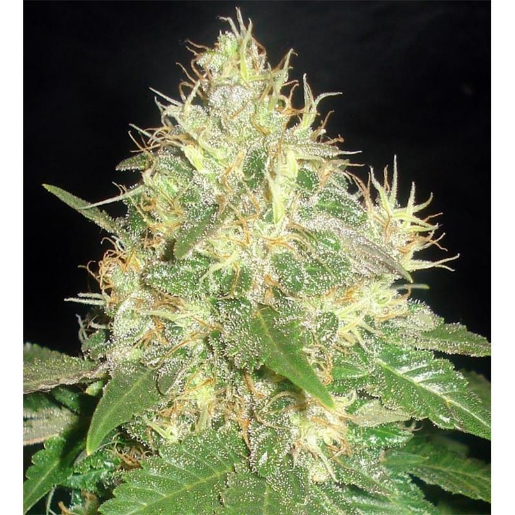 Delicious Seeds Northern Light Blue Fem