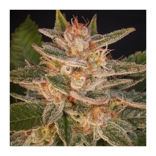 Delicious Seeds Delicious Candy 5Und Fem