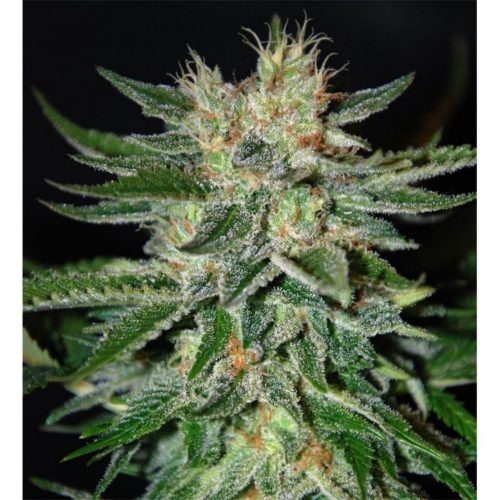 Delicious Seeds Sugar Black Rose Fem
