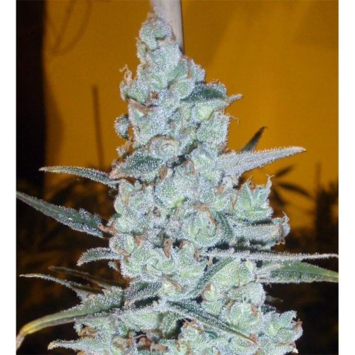 Delicious Seeds Critical Jack Herer Fem