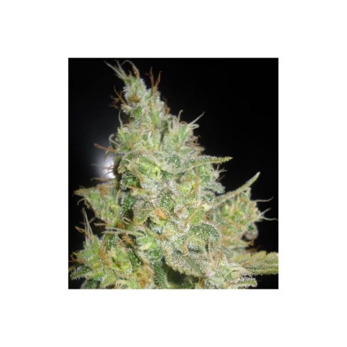 Delicious Seeds Critical Kali Mist Fem