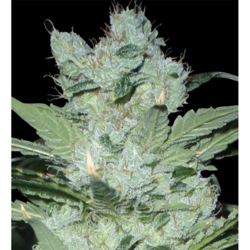 Delicious Seeds Critical Neville Haze Fem