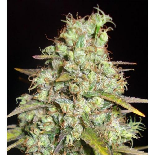 Delicious Seeds Critical Super Silver Haze Fem.