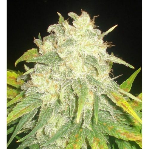 Delicious Seeds Il Diavolo Auto
