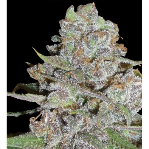 Delicious Seeds La Diva Auto