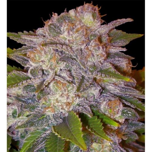 Delicious Seeds Caramelo Fem