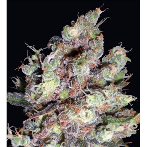 Delicious Seeds Cotton Candy Fem