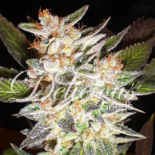 Delicious Seeds Delicious Candy Auto