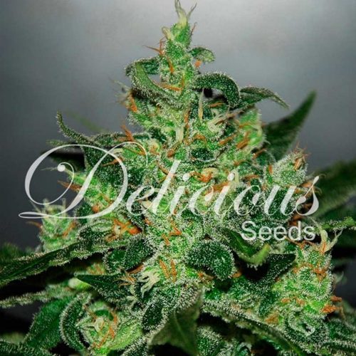 Delicious Seeds Critical Jack Herer Auto
