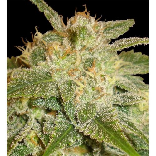 Delicious Seeds La Bella Afrodita Auto