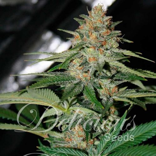 Delicious Seeds Delicious Candy 1Und Fem