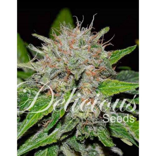 Delicious Seeds Deep Mandarin CBD Fem