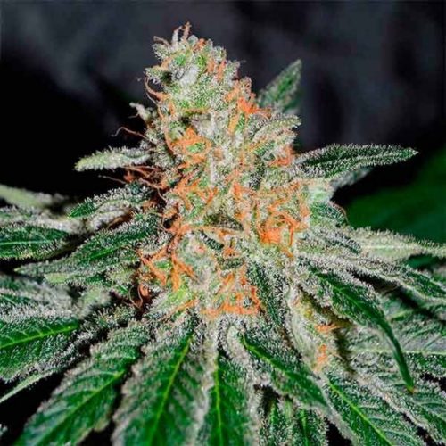 Delicious Seeds CBD Jam Fem