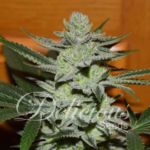 Delicious Seeds Desconocida Kush Fem