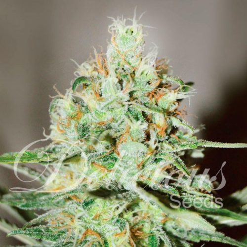 Delicious Seeds Jagg Kush Fem