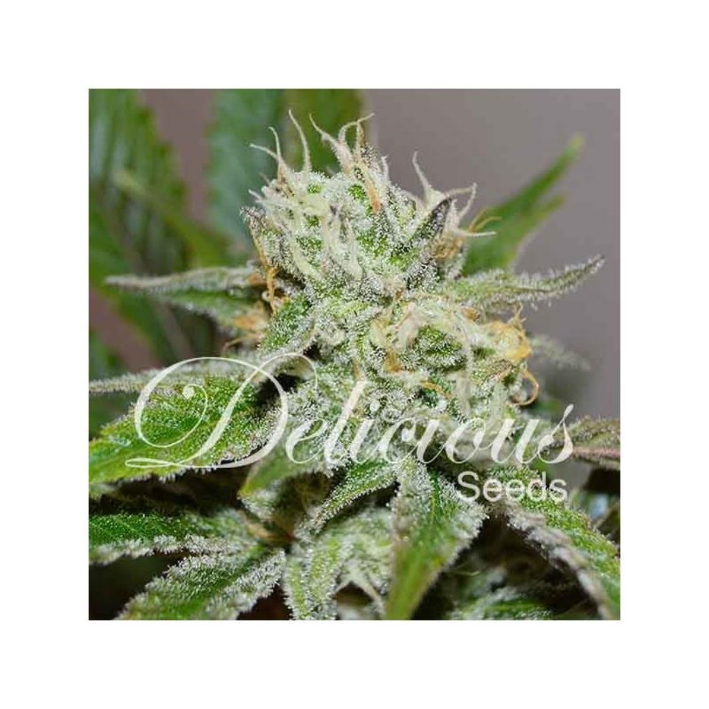 Delicious Seeds Origil Juan Herer Fem