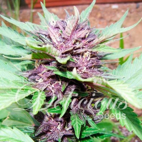 Delicious Seeds Auto Dark Purple
