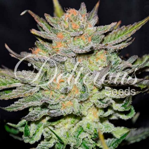 Delicious Seeds Blue Ace CBD Auto