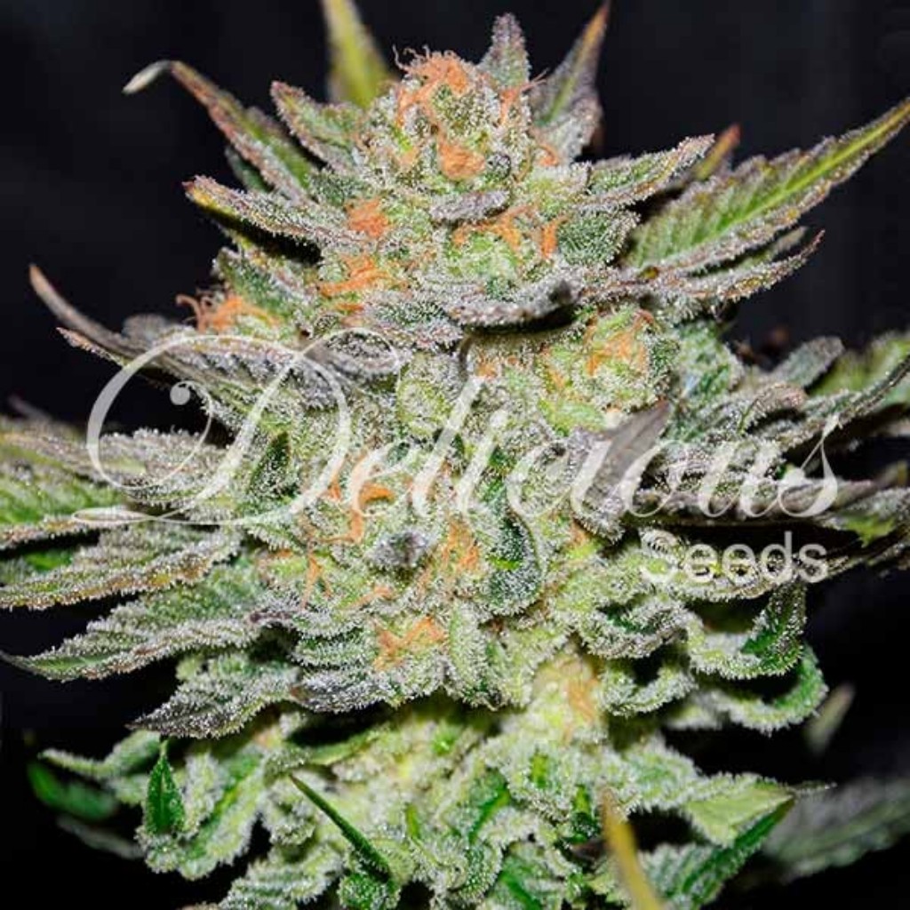 Delicious Seeds Blue Ace CBD Auto
