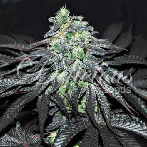 Delicious Seeds Golosa Fem
