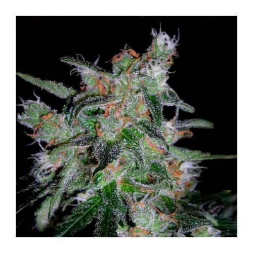 Dna Genetics 60 Day Lemon 3Und Fem.