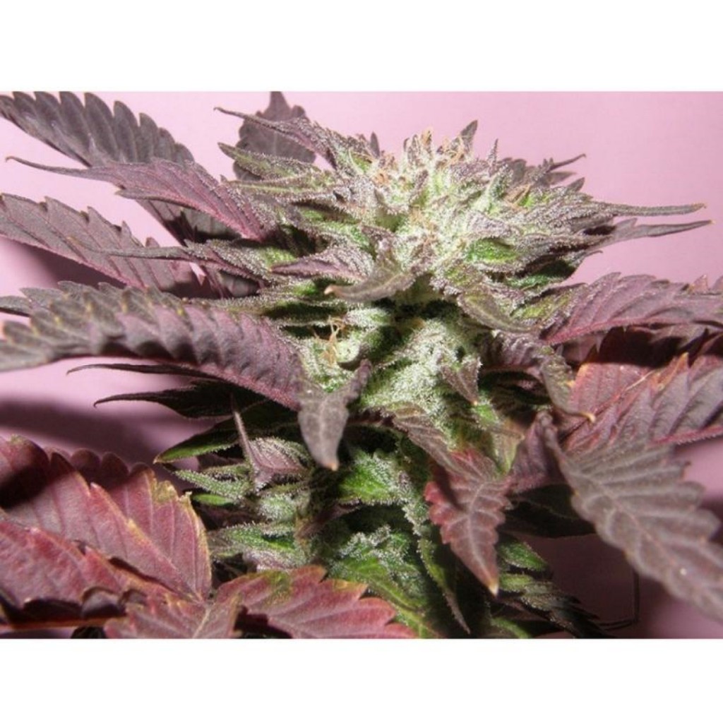 Dr Underground Melon Gum Fem.