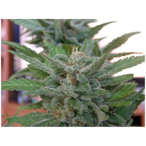 Dr Underground Brooklyn Mango Fem.
