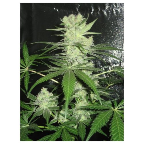 Dr Underground King Kong Fem.