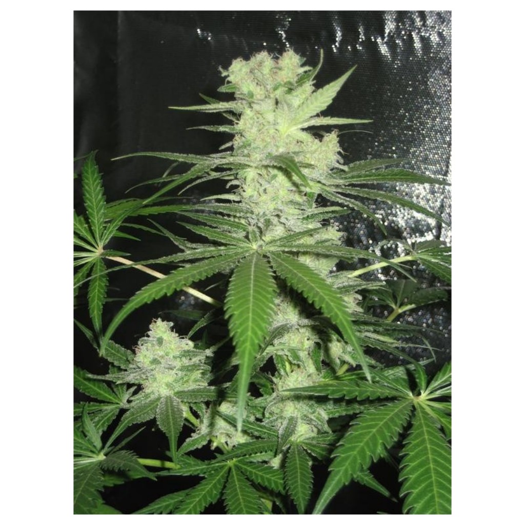 Dr Underground King Kong Fem.